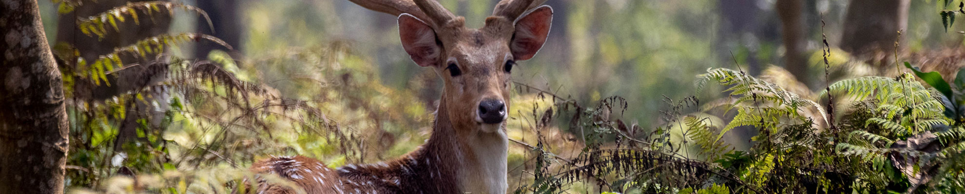 Chitwan National Park