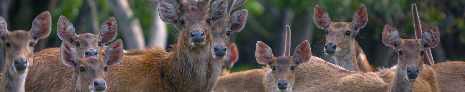 Ujung Kulon National Park
